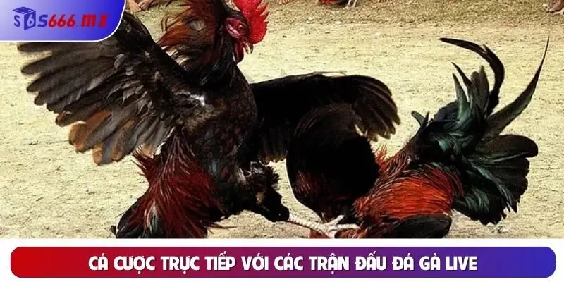 Cá cược trực tiếp với các trận đấu đá gà live