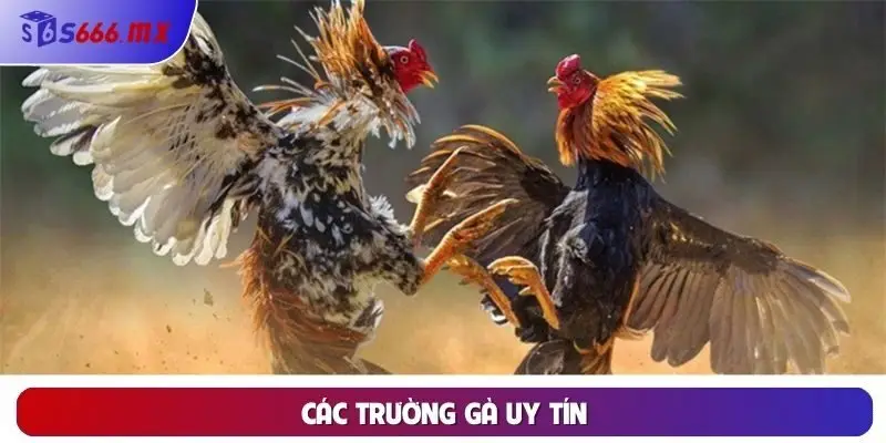 Các Trường Gà Uy Tín - Tìm Hiểu Các Điểm Đến Lý Tưởng
