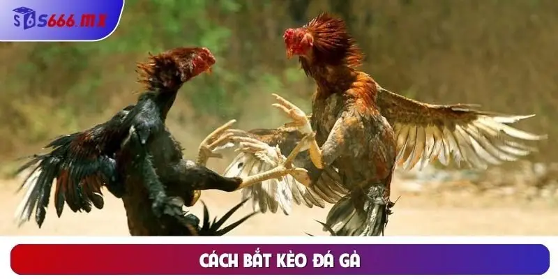 Hướng Dẫn Cách Bắt Kèo Đá Gà Hiệu Quả Tại Nhà Cái S666